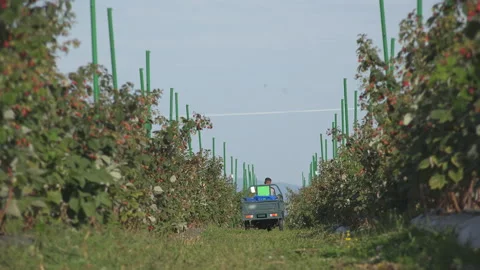 One tractor going with back in raspberries orchard Stock Footage 141355674