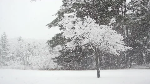 One tree in alone at falling snow ground Stock Footage 162627007