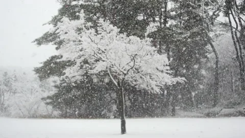 One tree in alone at falling snow ground Stock Footage 162627099