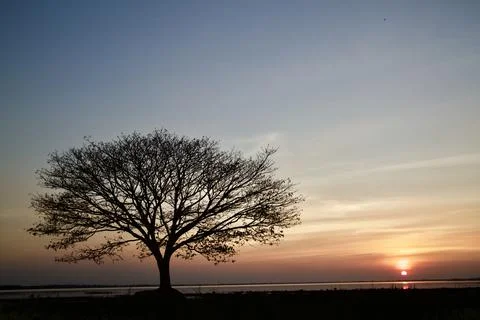 One tree and sunset. Fotos Stock
