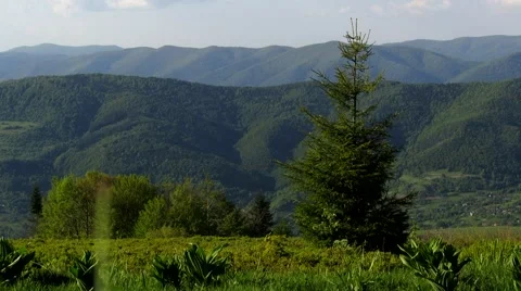 One tree on a background of mountains Stock Footage 68807233