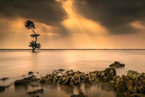 One Tree on Beach Stock Photos