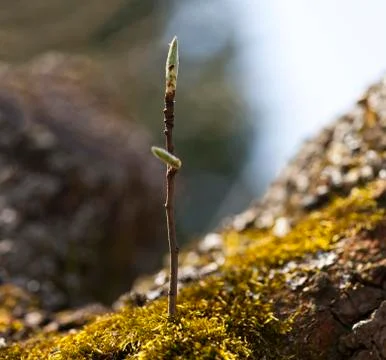 One tree bud in spring Photos