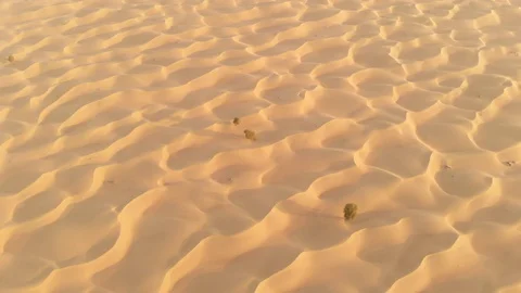 One tree in a desert Stock Footage 97488071