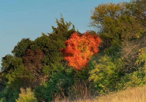 One tree dressed in red-orange leaves in amongst green trees Foto stock