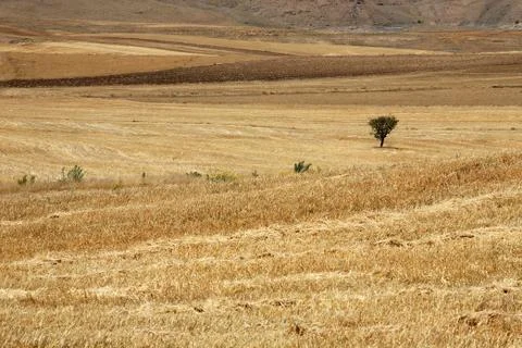 One tree at drought field Stock Photos