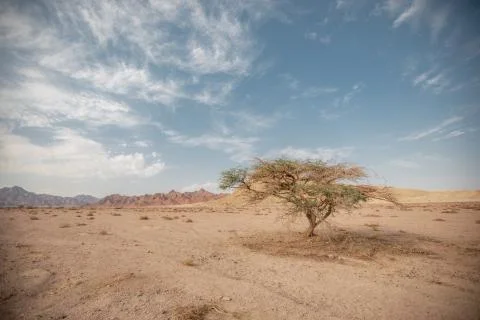 One tree in a dry sandy empty amid hills and clouds Stock Photos
