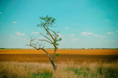 One tree in an empty field. Toned photo. Stock Photos