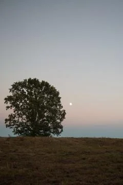 One tree in a field Stock Photos