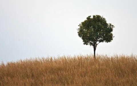 One tree in grass hill Stock Photos