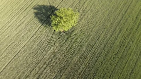 One tree in a green field 2 Stock Footage 195951627