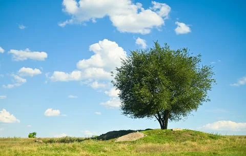 One tree growing in a meadow. Stock Photos