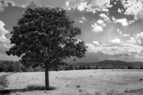 One tree on hayfield b&amp;w Stock Photos