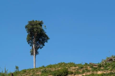 One tree on hill Stock Photos
