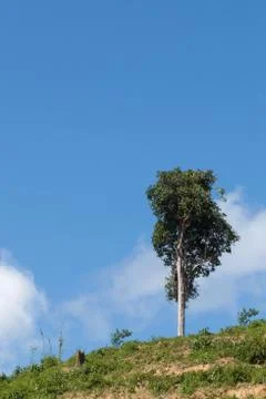 One tree on hill Stock Photos