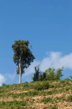 One tree on hill Stock Photos