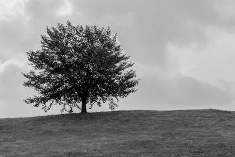 One tree on the hill Stock Photos