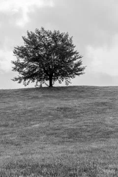 One tree on the hill Stock Photos