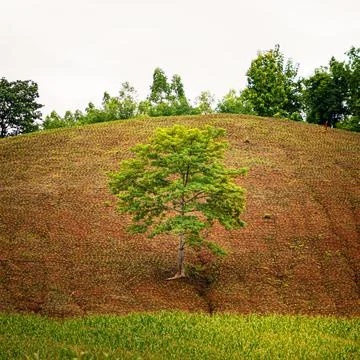 One tree on the hill Stock Photos