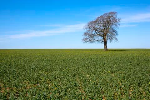 One tree on the horizon landscape Stock Photos