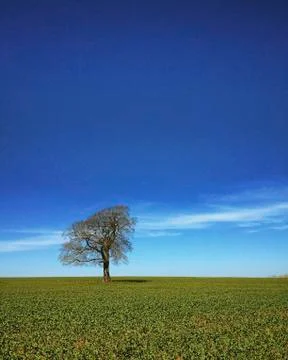 One tree on the horizon Foto stock