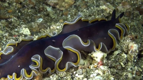 One tree island flatworm   sea worm in Indonesia Video stock 78838328