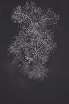 One tree in a lake Stock Photos
