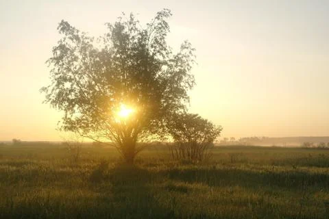 One tree on a meadow at dawn Stock Photos