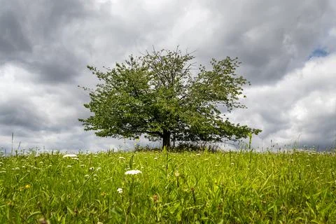One tree in a meadow landscape, cloudy sky in the background Stock Photos