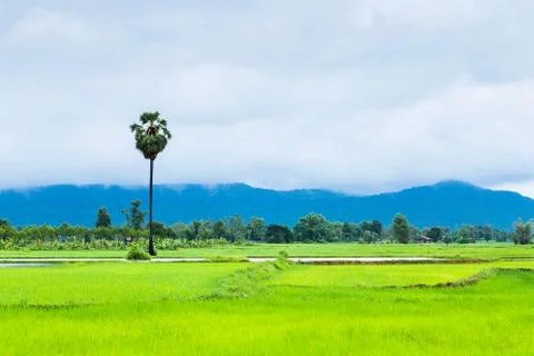 One tree in the middle of the cornfield Stock Photos