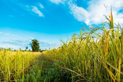 One tree in the middle of the cornfield Stock Photos