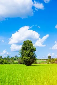 One tree in the middle of the field. Stock Photos