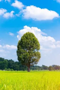 One tree in the middle of the field. Stock Photos