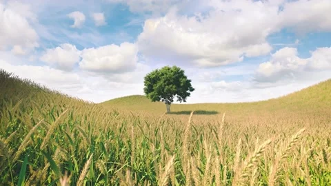 One tree in the middle of a green meadow in the wind. The beautiful green Stock Footage 157294244