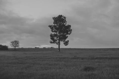 One tree in the middle of a meadow Stock Photos