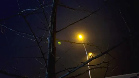 One Tree One light in Beijing Stock Footage 166669975