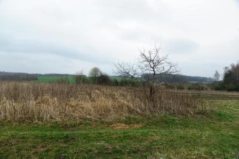 One tree Stock Photos