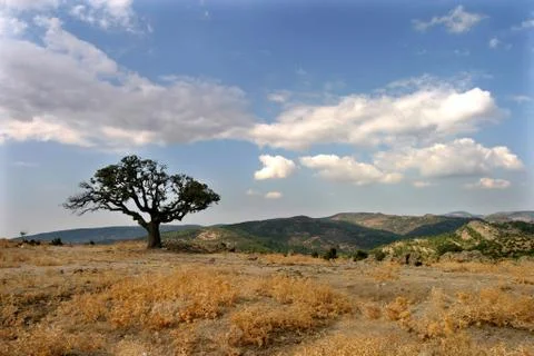 One tree Stock Photos