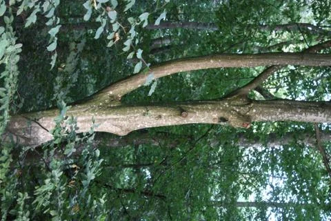 One tree. Stock Photos