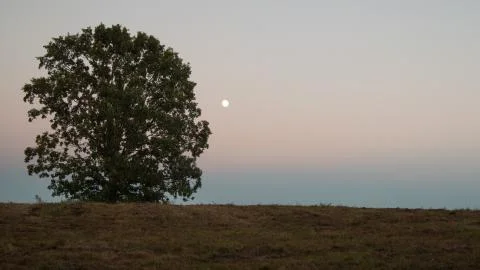 One tree Stock Photos