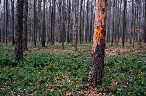 One tree signed by a red cross to be cut off Stock Photos