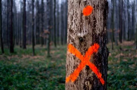 One tree signed by a red cross to be cut off Fotos Stock