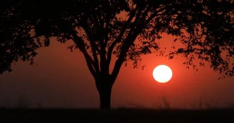One tree silhouette in the sunset or Sun rise, the lake, Stock Footage 119222237