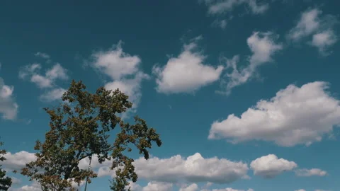 One tree with sky and clouds in the background Video stock 143140374