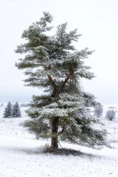 One tree standing on field in the snow. 스톡 사진