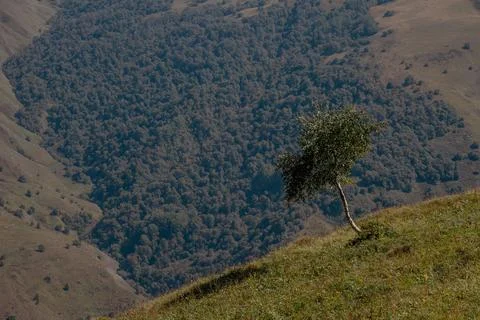 One tree stands on a hillside overlooking a dense forest in the Caucasus region Stock Photos