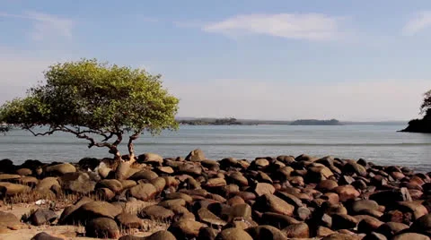One tree on the stone beach Stock Footage 26182877