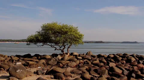 One tree on the stone beach Stock Footage 26183129