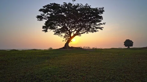 One tree in the sunrise moving by stabilizer Vídeos de archivo 117494942