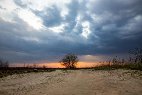 One tree on sunset sky Stock Photos